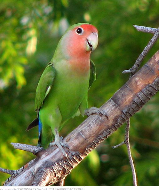 Lovebird perched